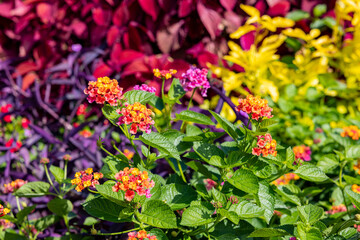 Lantana flowers blooming in abundance in the garden.