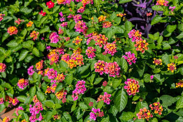 Lantana flowers blooming in abundance in the garden.