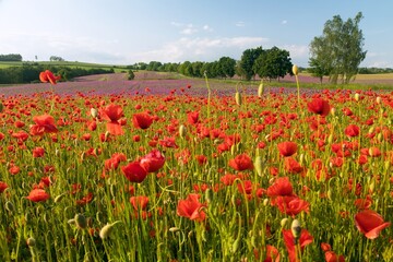 field of red poppies or Common poppy