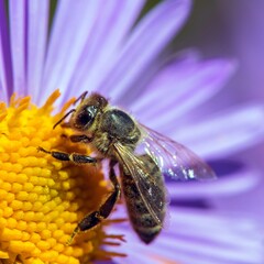 bee or honeybee in Latin Apis Mellifera on blue flower