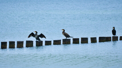 Cormorant on a groyne on the Baltic Sea. The birds dry their feathers in the sun