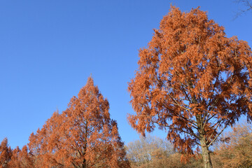 Trees with red leaves and blue sky