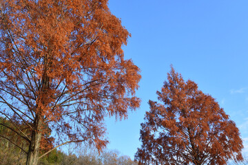 Trees with red leaves and blue sky