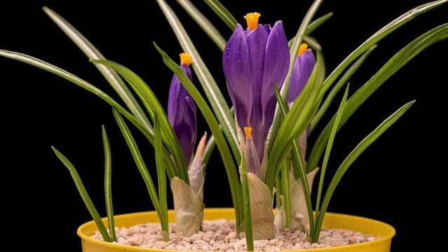 4K Time Lapse of blooming violet crocus flowers isolated on black background. Timelapse of opening beauty spring purple crocuses, close-up.