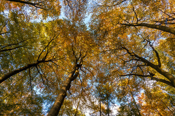 Herbst-Impression: Laubb&auml;ume im Wald