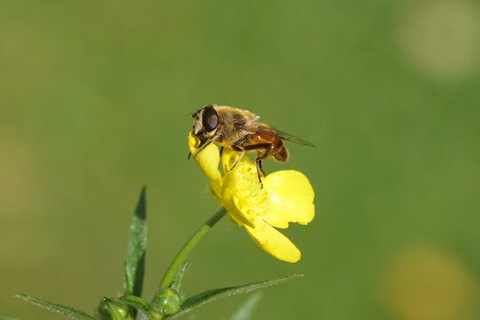 Male hoverfly, common drone fly (Eristalis tenax), family Syrphidae on a yellow flower of a meadow buttercup (Ranunculus acris), family Ranunculaceae. Dutch garden. Netherlands, September - Powered by Adobe