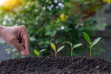 The hand that is planting a tree