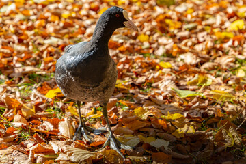 The Eurasian coot (Fulica atra) on the bank of pond.