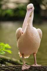 The great white pelican standing on the log near a pond