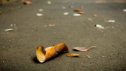 Wallpaper and Background Autumn Leaves, Dry leaves, leaf litter, piles of leaves. 