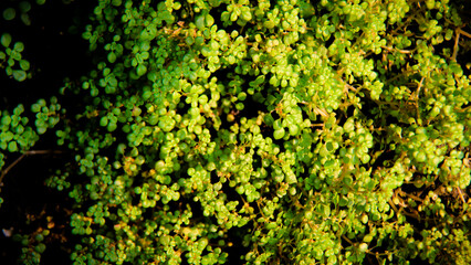 Leaf Background backdrop, background original picture original, background original identity foreground.