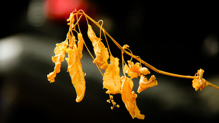 Wallpaper and Background Autumn Leaves, Dry leaves, leaf litter, piles of leaves. 
