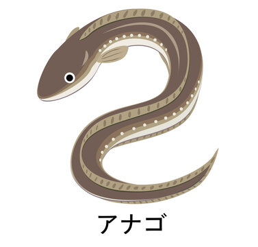 アナゴのイラスト