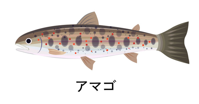 brown fish with spots, side view clip art preview