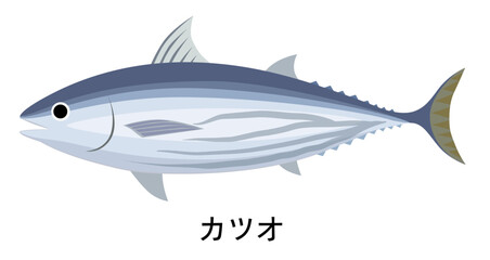 カツオのイラスト
