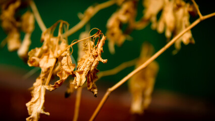 Wallpaper and Background Autumn Leaves, Dry leaves, leaf litter, piles of leaves. 