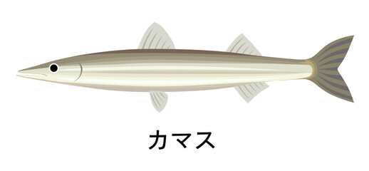 カマスのイラスト