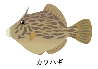 カワハギのイラスト