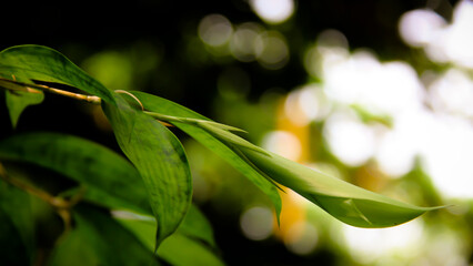 Leaf Background backdrop, background original picture original, background original identity foreground.