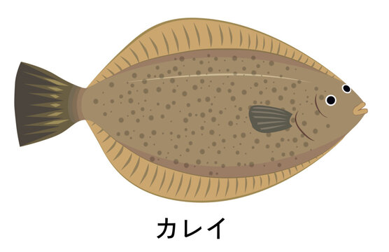 recommend clip art: カレイのイラスト