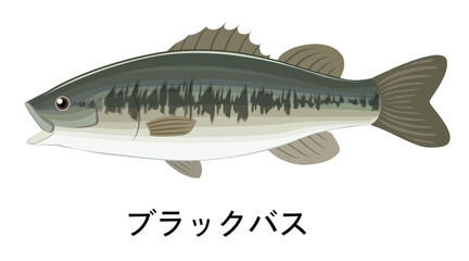Obraz premium ブラックバスのイラスト