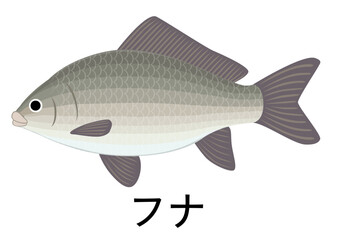 フナのイラスト