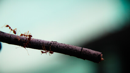 Red ants walking on tree branches