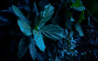 Leaf Background backdrop, background original picture original, background original identity foreground.