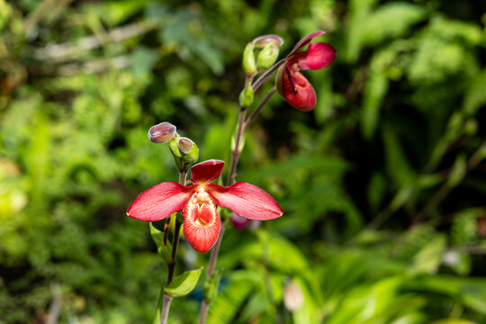 Tropical plant Phragmipedium Memoria Dick Clements flower.