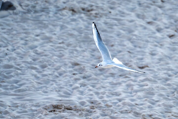 A seagull in flight on the beach at Ahlbeck on the Baltic Sea