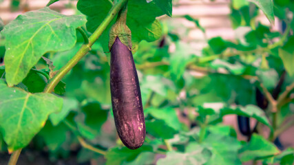 Leaf Background backdrop, background original picture original, background original identity foreground.