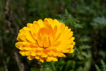 Beautiful marigold in a meadow
