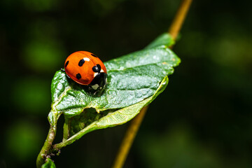 A beautiful ladybug on a leaf