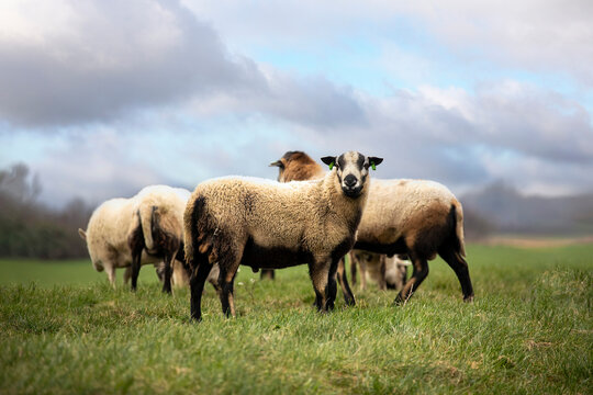Cameroon sheeps on the dike in the Netherlands