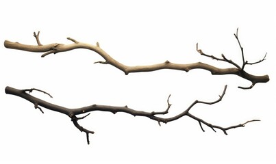 branches, set of twigs isolated on white background, Generative AI