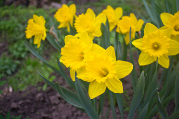 Obraz premium Yellow daffodils in the garden. Spring narcissus