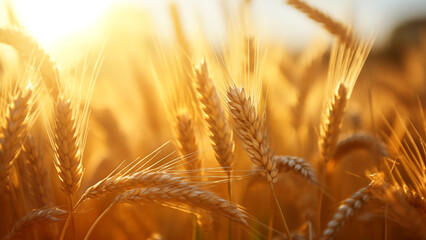 A yellow ripened barley field under the warm sunlight