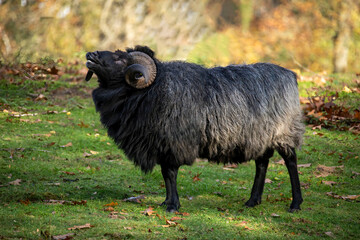 The Heidschnucke is a group of three types of moorland sheep from northern Germany