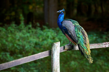 A beautiful blue peacock perched on a wooden fence