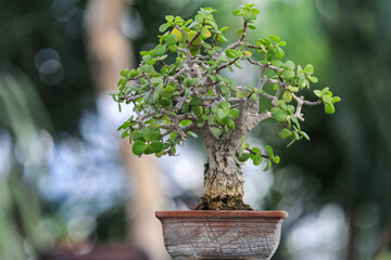 Bonsai tree in the pot