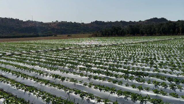 professional strawberry cultivation field