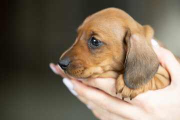 A very small young brown dachshund puppy