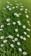 Beautiful background of fresh green grass and blooming daisies. AI generative
