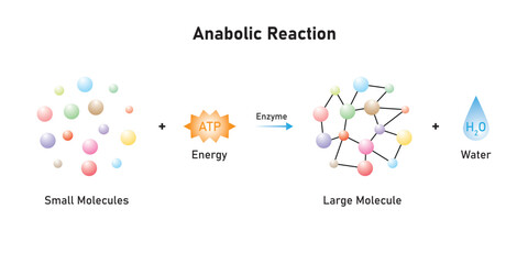 Anabolic Reactions (Anabolism) Scientific Design. Vector Illustration.