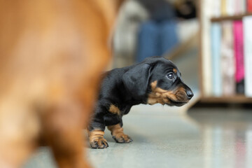 A very small young black dachshund puppy