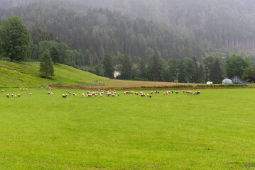 Fototapeta na wymiar Sheeps on meadow in Jezersko, Slovenia