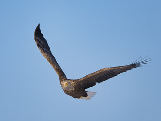 sea eagle