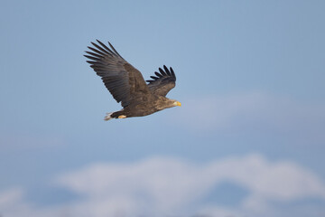 sea eagle