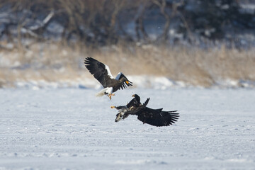 Haliaeetus pelagicus