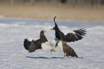 Haliaeetus pelagicus